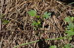 Carolina bristlemallow